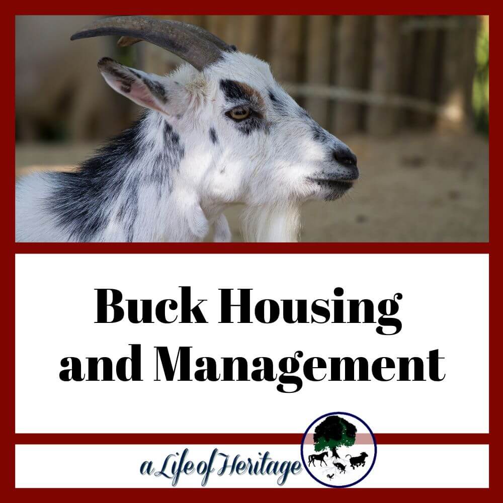 Get your buck housing and management right!