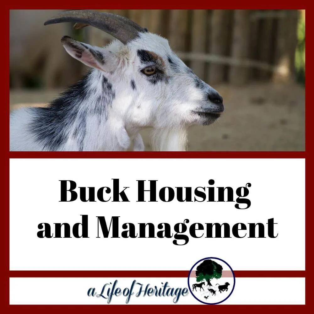 Get your buck housing and management right!