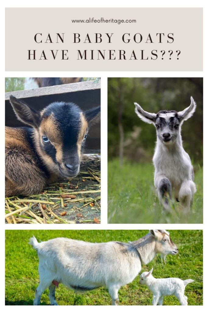 find out the answer to can baby goats have minerals?