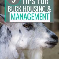 9 tips for managing bucks
