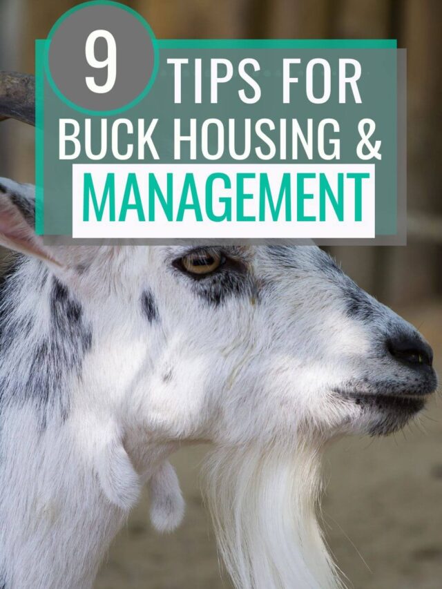 9 Tips for Buck Housing and Management