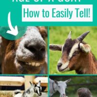 how to easily tell the age of a goat