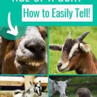 how to easily tell the age of a goat