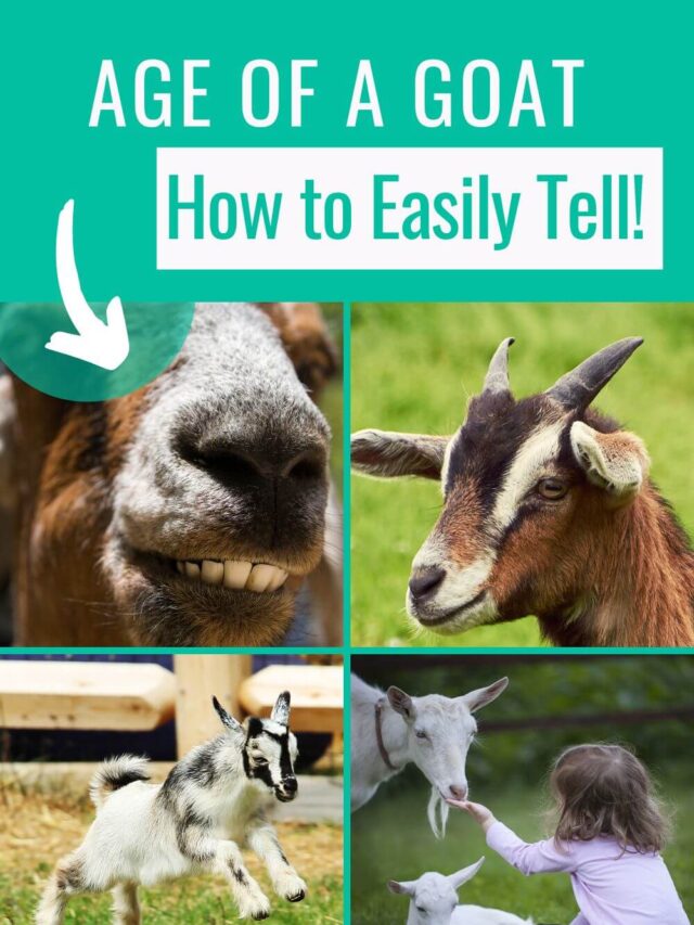 How to tell how old your goat is!