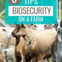 Biosecurity on a goat farm