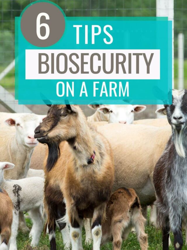 6 Tips for Biosecurity on Your Farm