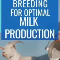 breeding for optimal milk production 95 VPH