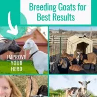 10 great tips for breeding goats for best results