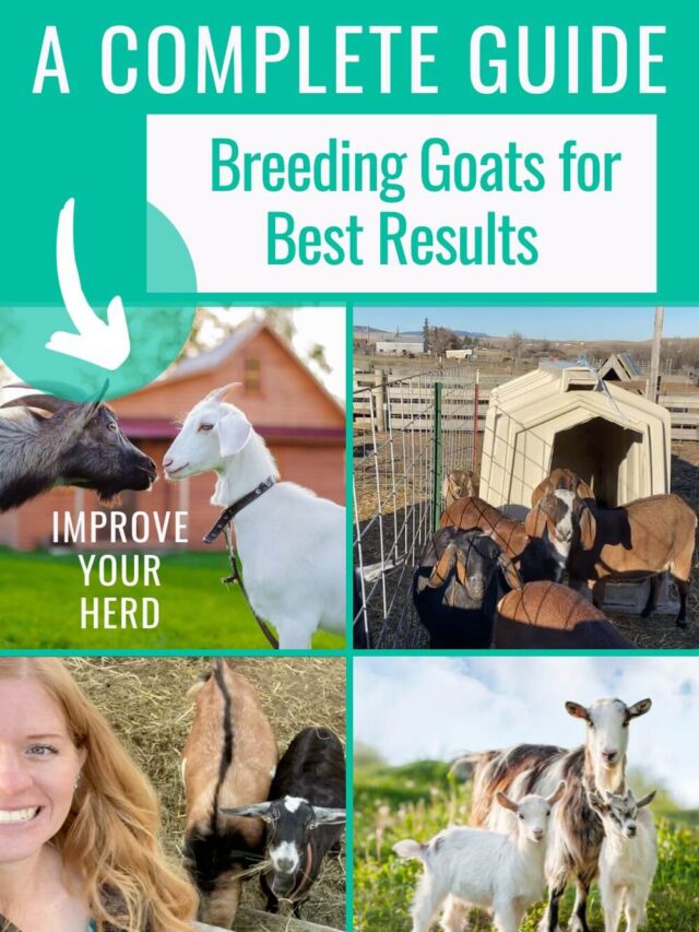 Your complete guide to breeding goats for best results
