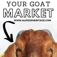 tops tips to determine your goat market