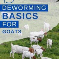 These basic goat deworming tips are essential to know!