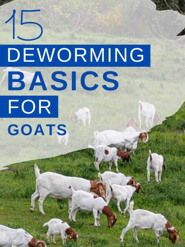 15 Tips for Deworming Goats!