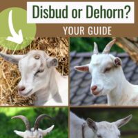 Your guide to disbudding or dehorning your goat