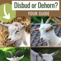 Your guide to disbudding or dehorning your goat