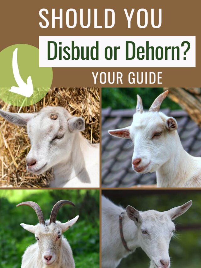 Find out if you should disbud or dehorn your goats