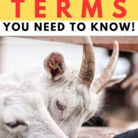 cropped-feeding-goat-terms-VPH-726.jpg