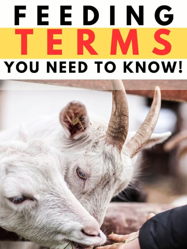 Goat Feeding Terms you Need to know!