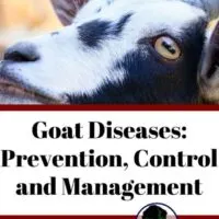 Learn how to prevent and control goat diseases