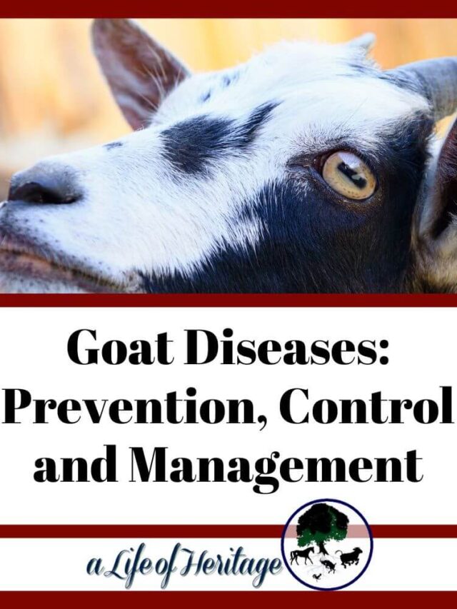 Learn about preventing, controlling and managing goat diseases