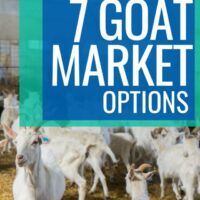 goat markets to choose from