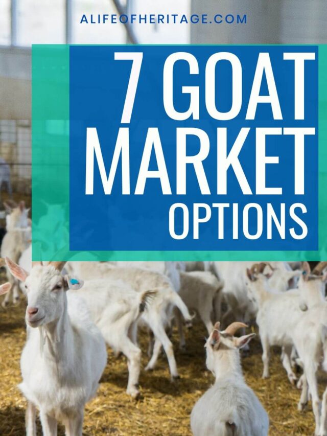 7 Goat Market Options