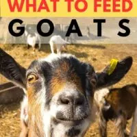 learn what to feed goats
