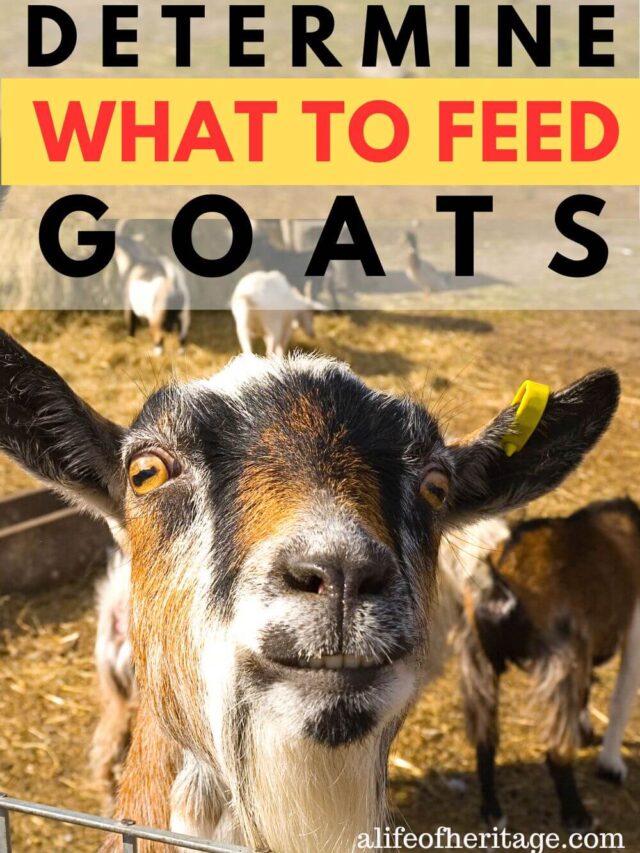Determine what to feed your goats