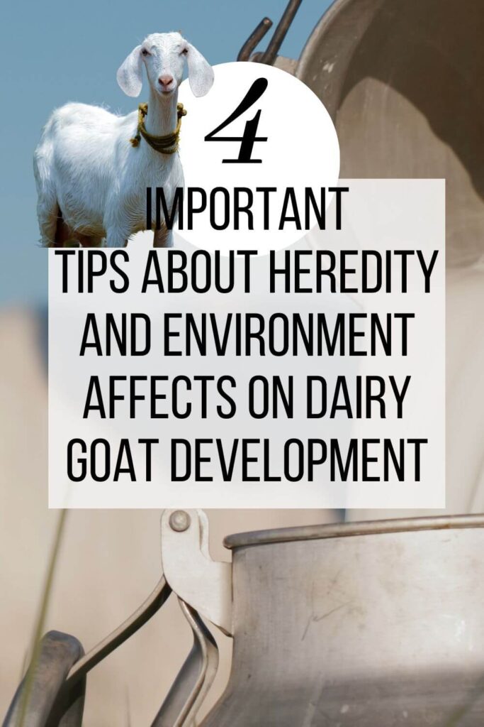 Learn how to develop a dairy goat herd with the best qualities!