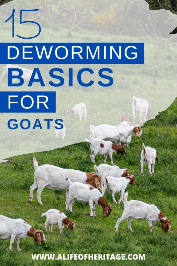 These basic goat deworming tips are essential to know!