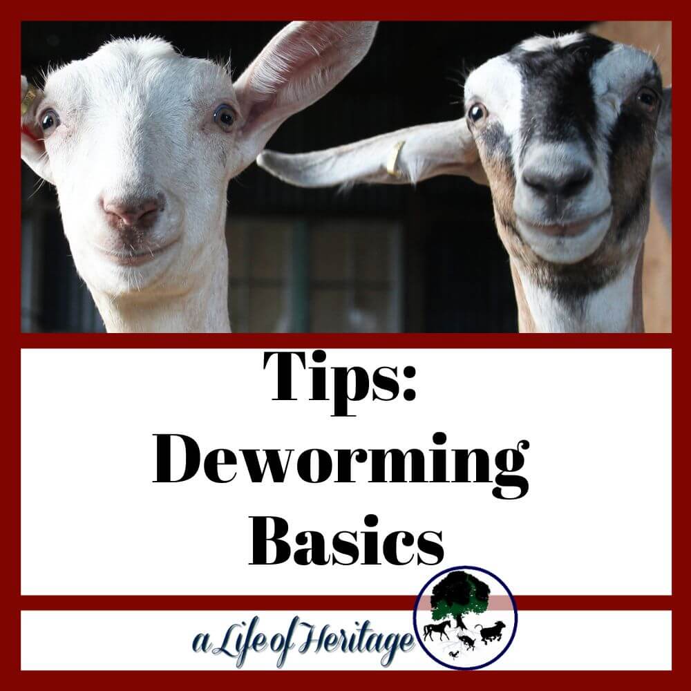 Tips on deworming goats