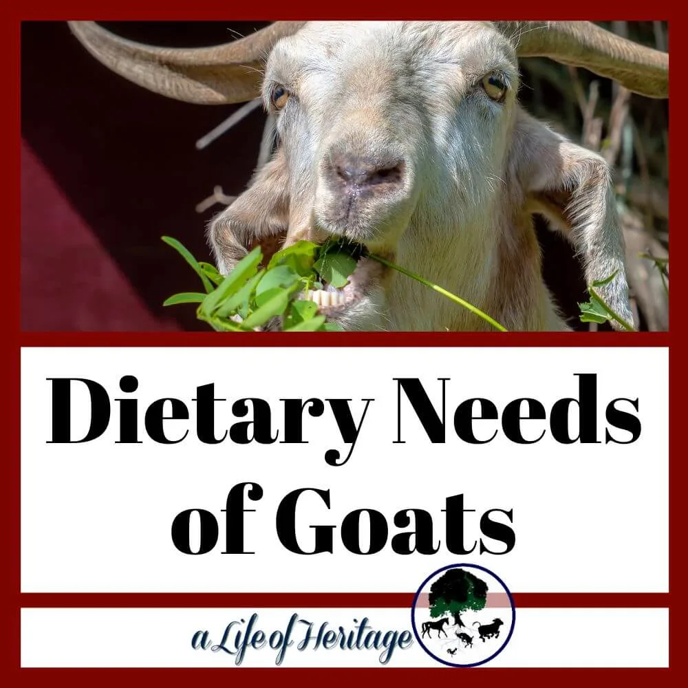 Find out the dietary needs of goats