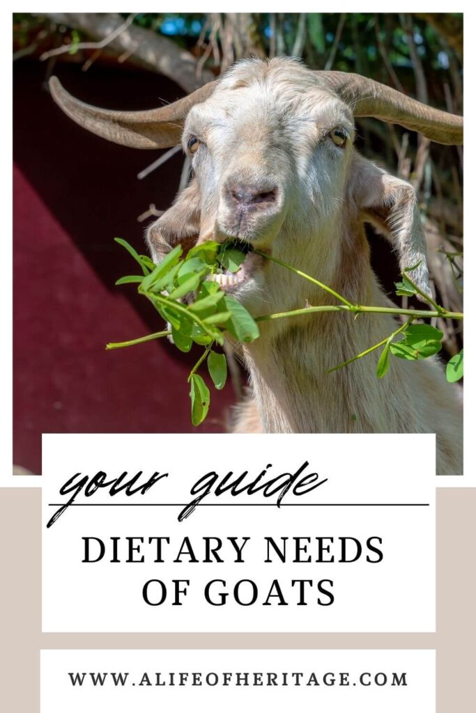 There's a lot to know about the dietary needs of goats