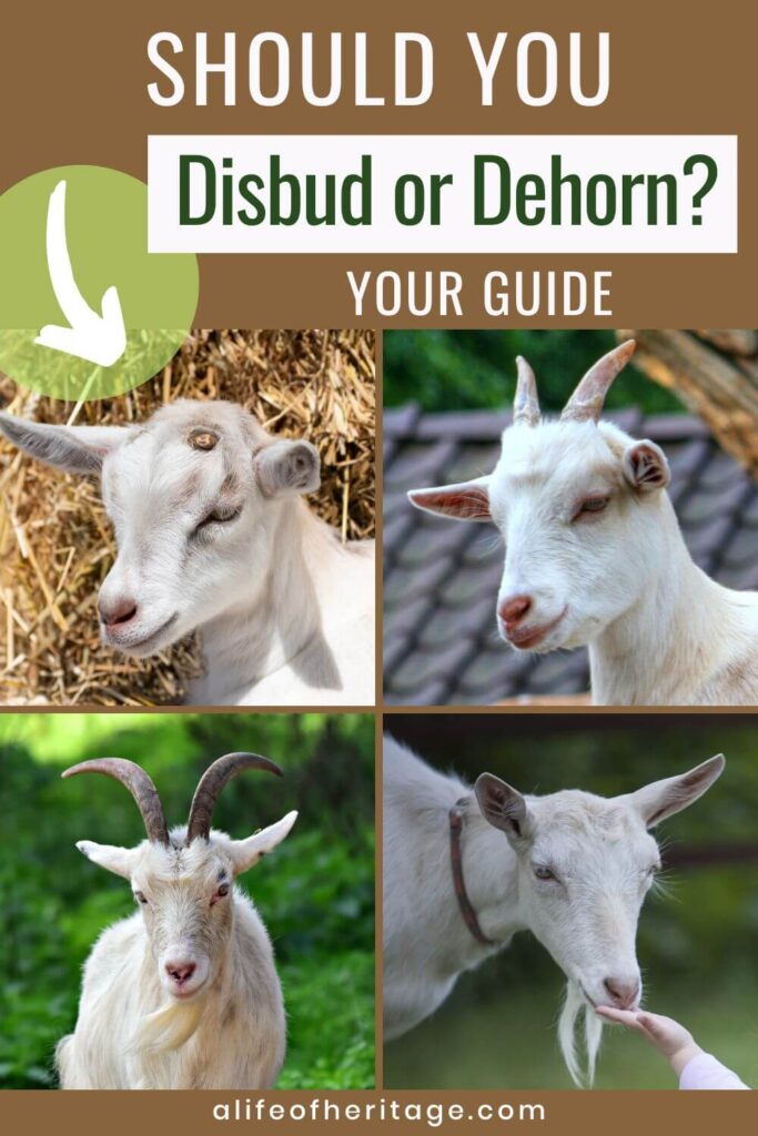 Your guide to disbudding or dehorning your goat