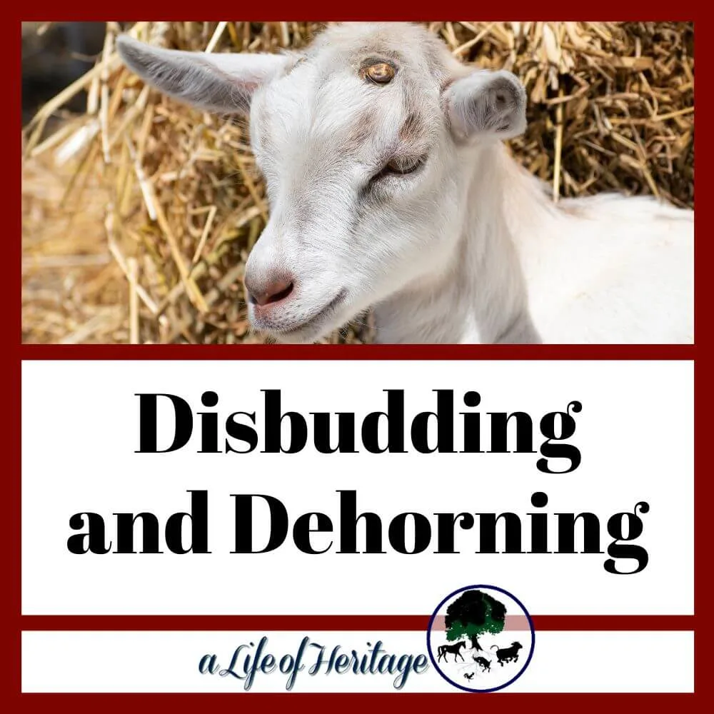 Find out the differences between disbudding and dehorning