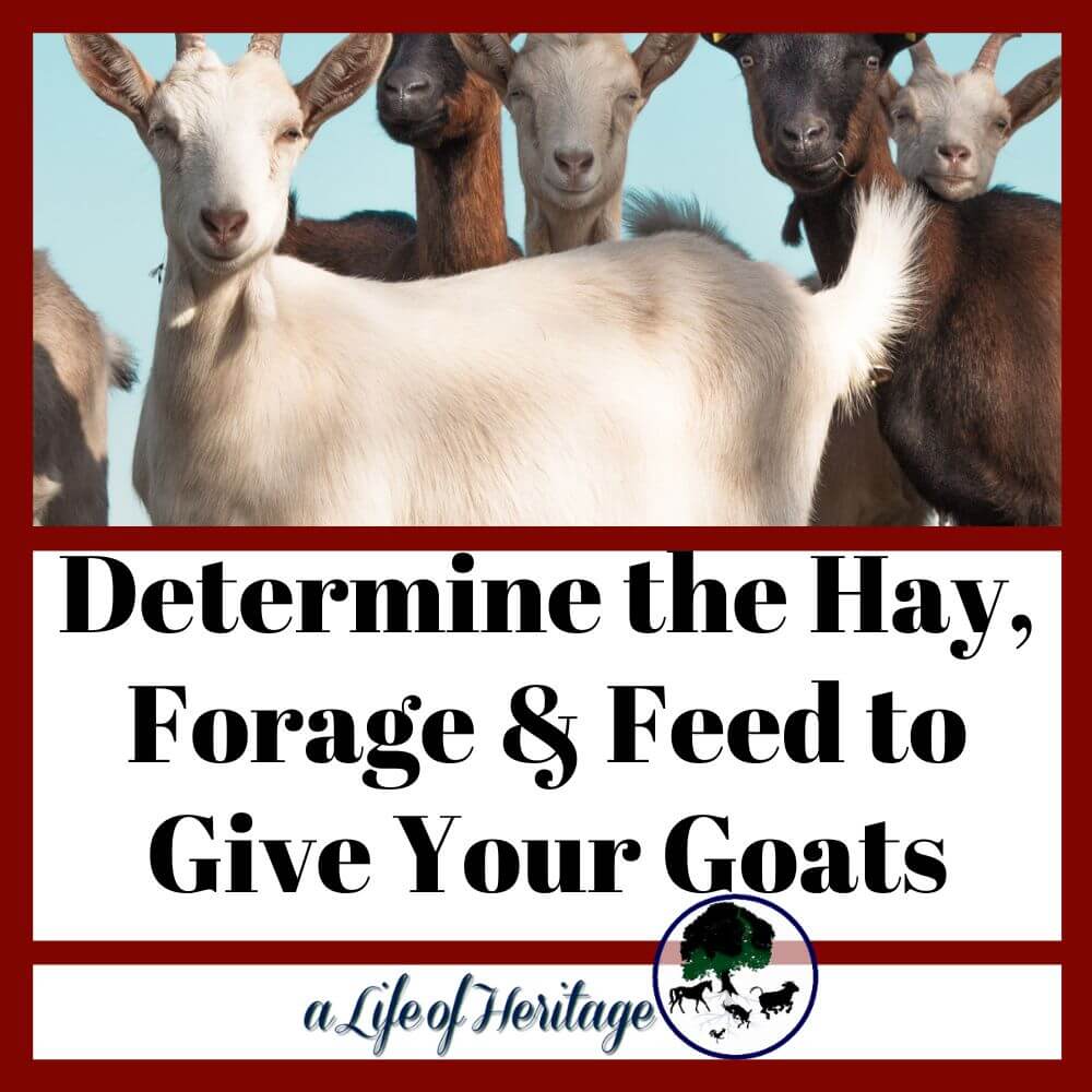 Goat hay and forage. Figure out what to feed your goats