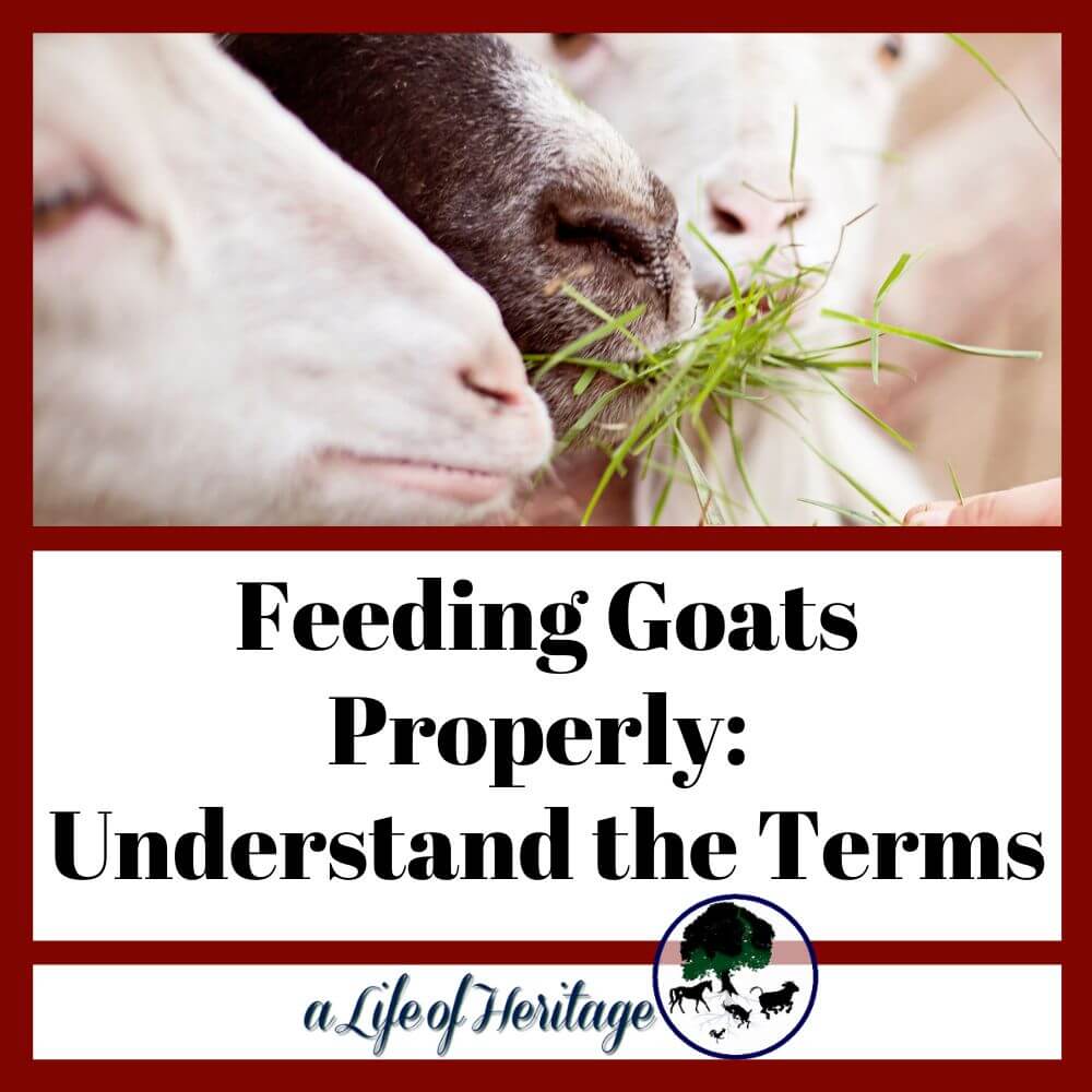 Feeding goat terms you need to know!