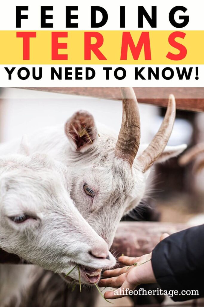 These feeding goat terms are really important to know!