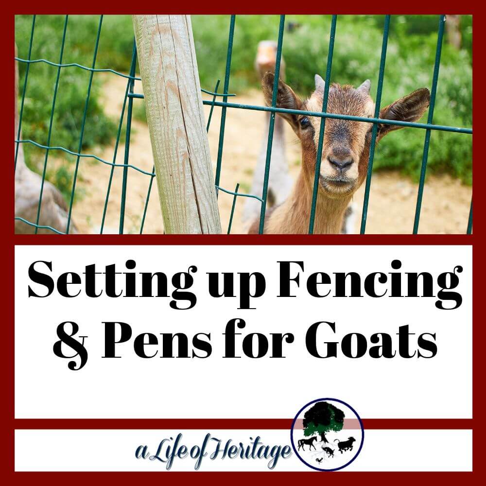 Learn how to set up fencing and pens for goats