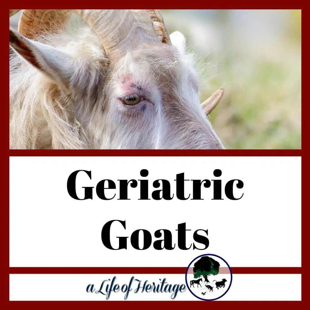 Goats get old quickly--learn how to care for geriatric goats here