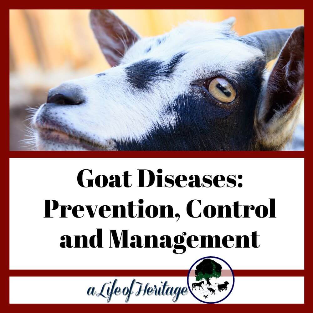 Learn how to prevent and control goat diseases