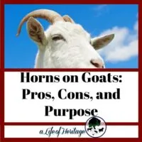 Find out the pros and cons of goat horns