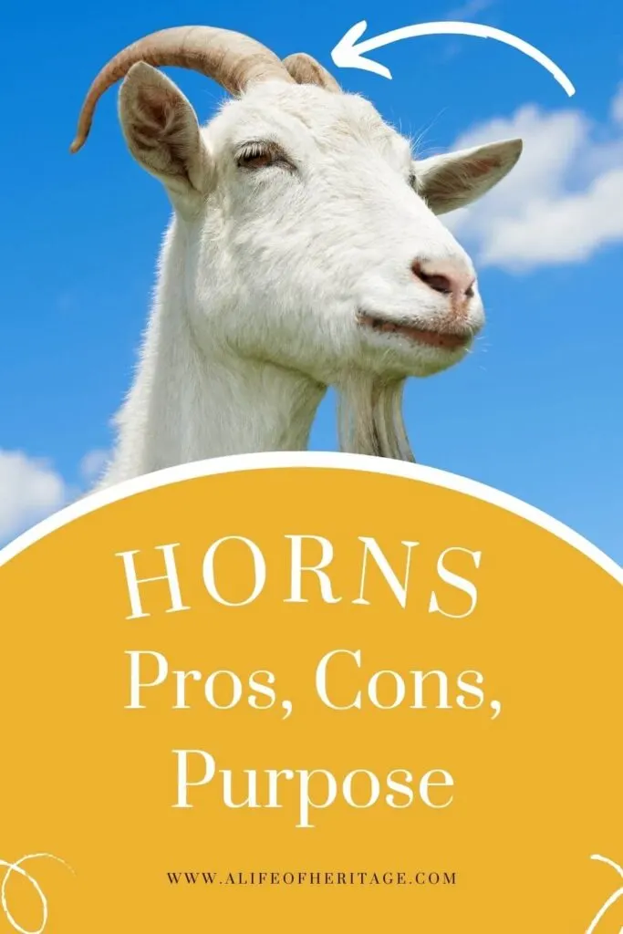 There are pros and cons to goats with horns