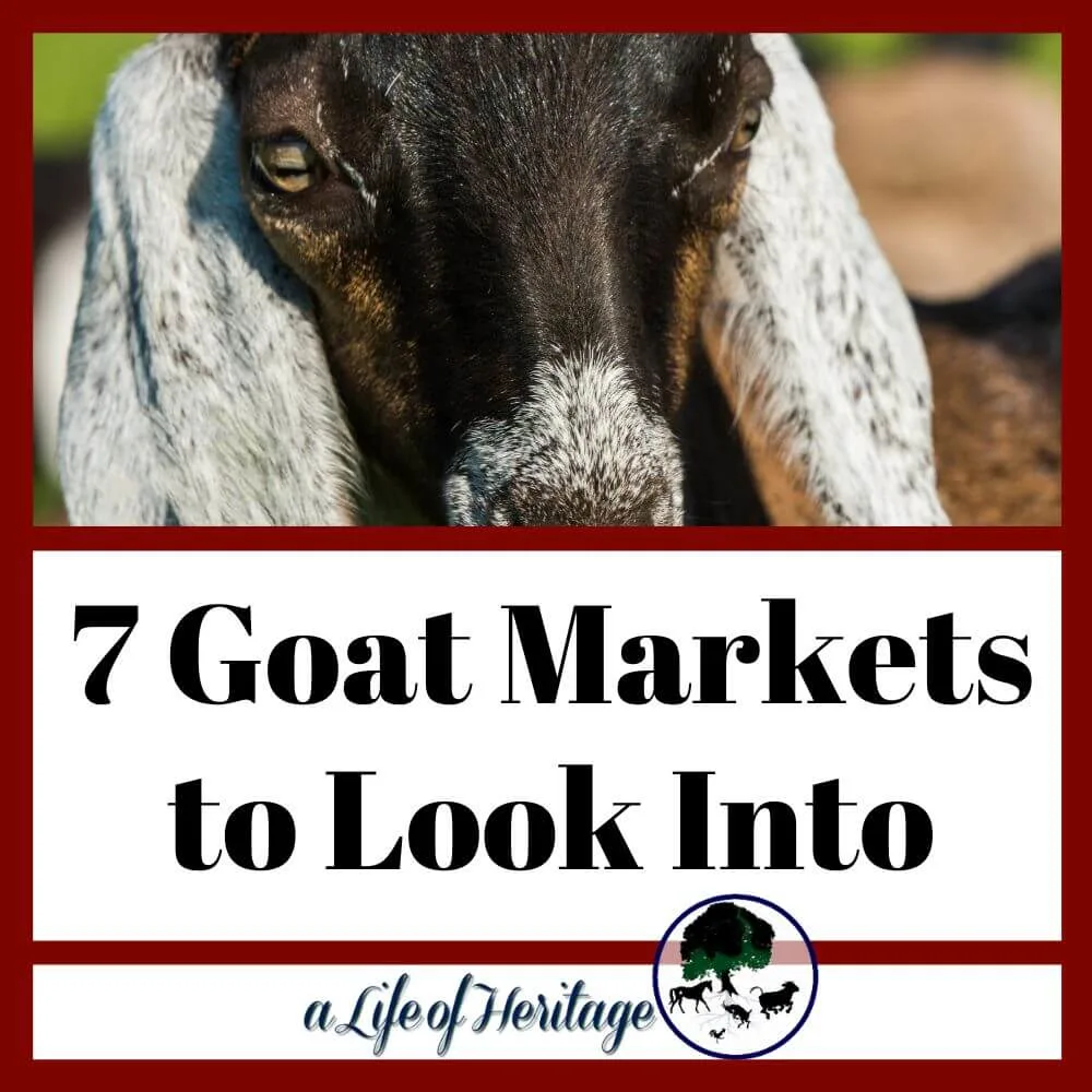 7 awesome goat markets to look into!