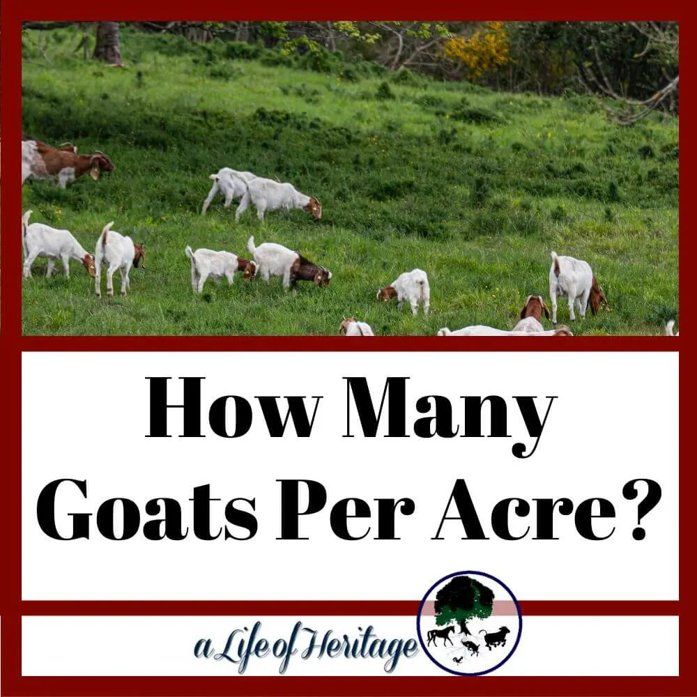 Find out how many goats per acre is appropriate