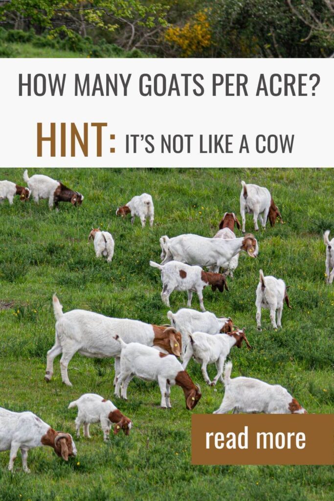 Don't overstock--find out how many goats per acre!