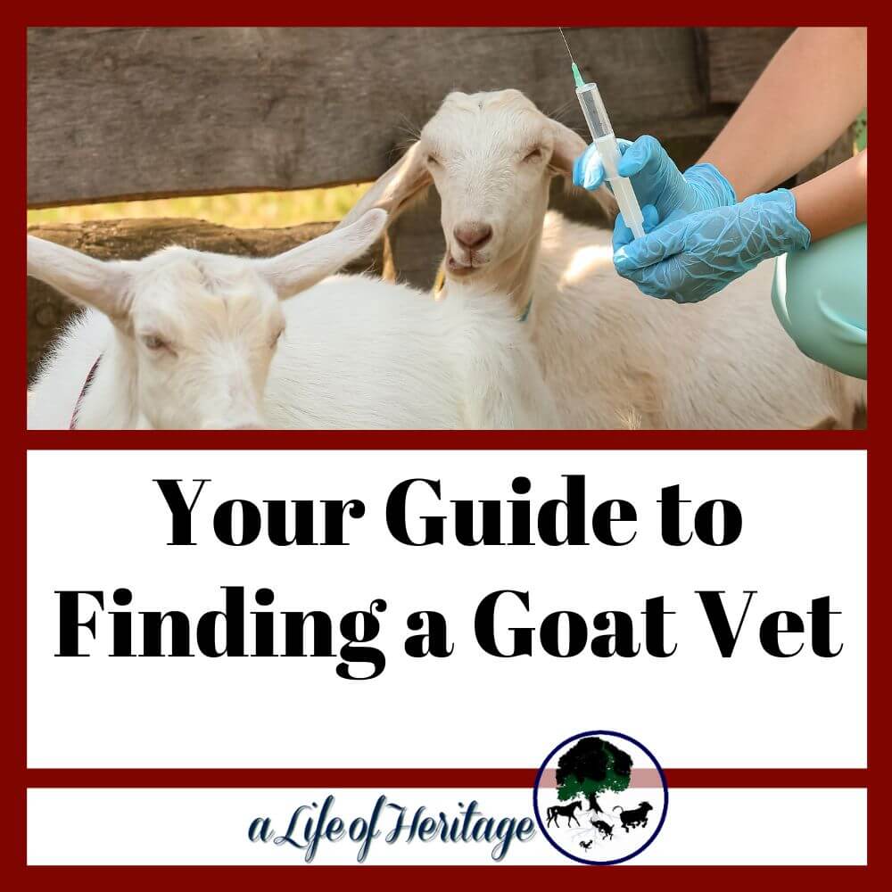 find a goat vet!