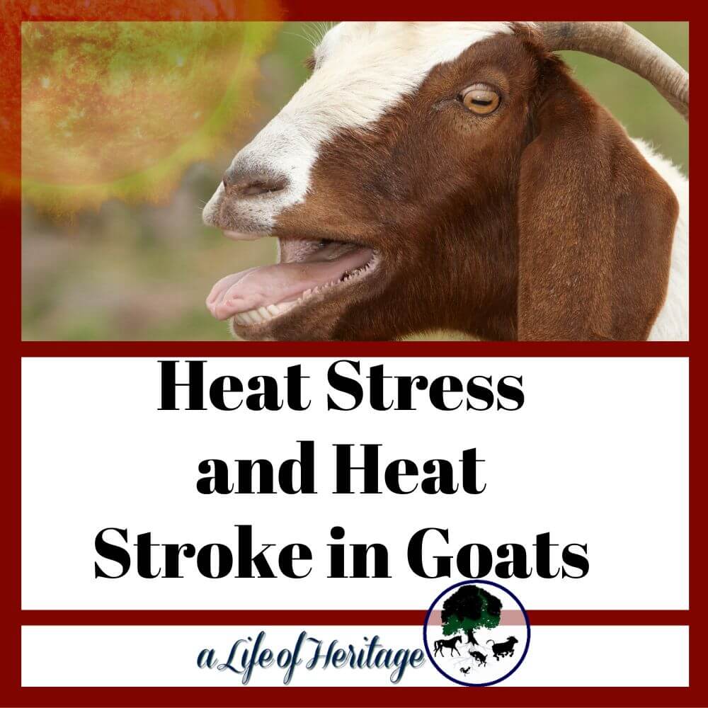 Heat Stress and Heat Stroke in Goats