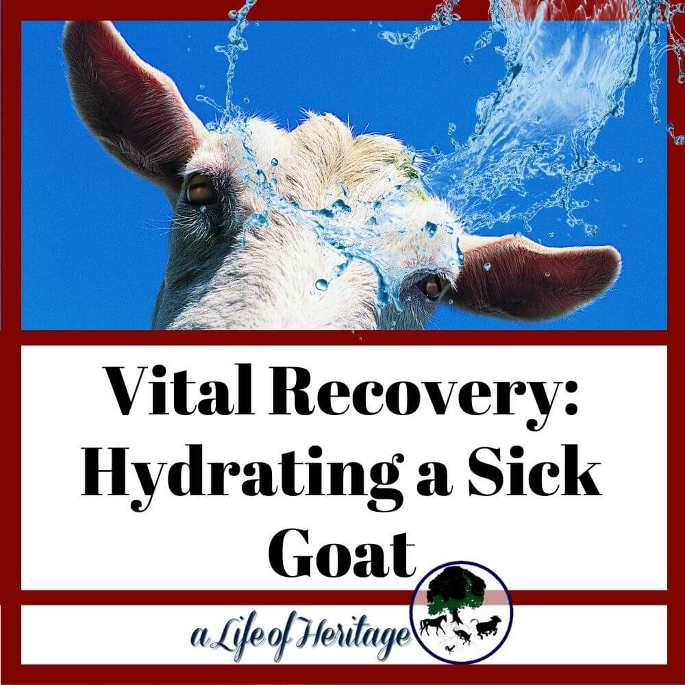 Hydrating a sick goat is key to getting them well