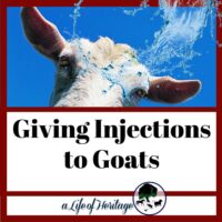 Know how to give injections to goats