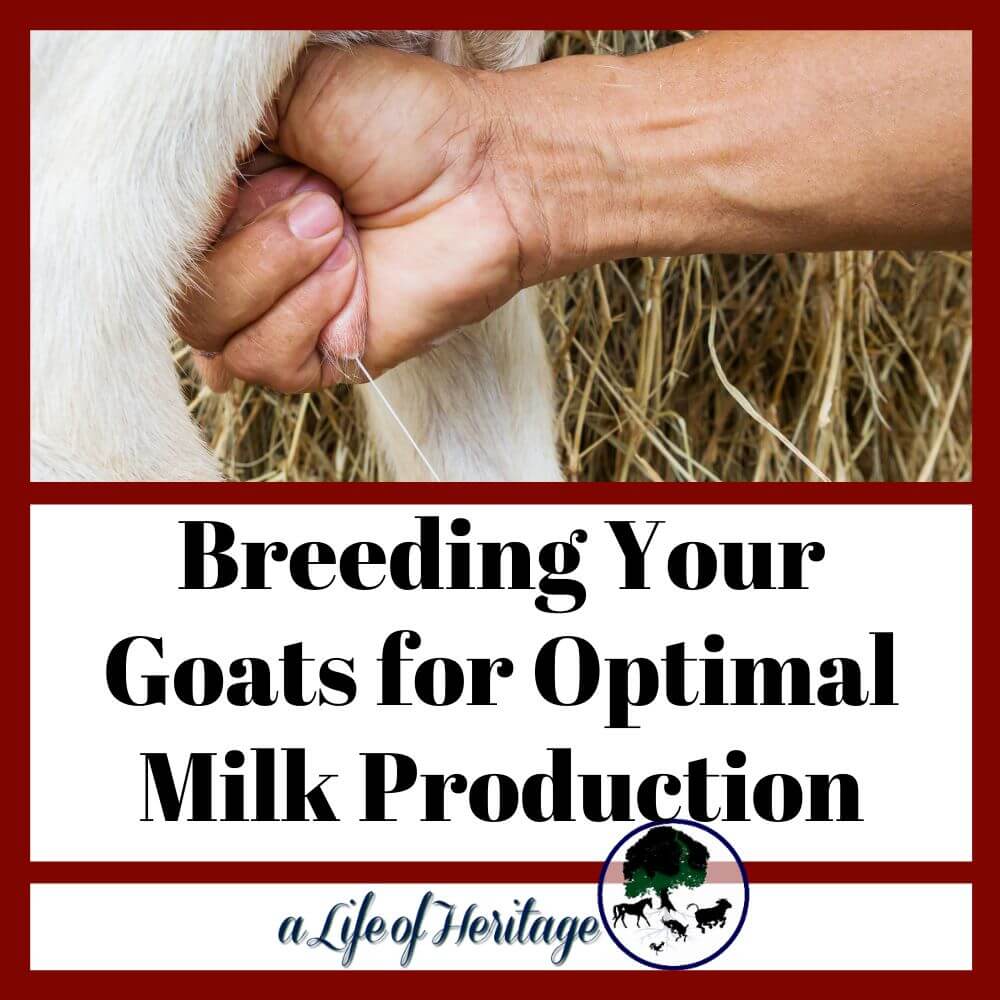 Breeding your goats for optimal milk production